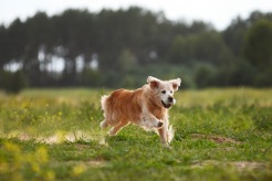 3395bb5c0be655cf8c17d83967bd36cd_246