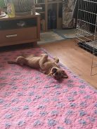 33b0391d00e888dfb97d7116e9ddcd6d_138x184_fill