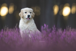 33e910299f57f6c37dde3c54d11b8f24_246