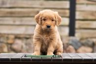 33f9fe09a9ee6df2d10e404afd376ab0_195x130_fill