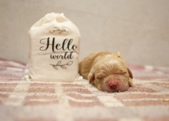 342582b0fd56c86797ec083eed279cc2_237