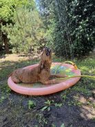 3482c3cd59450b6a0859bfc241367de5_138x184_fill