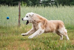 35291565596b3934a2458998aeb2c85a_245