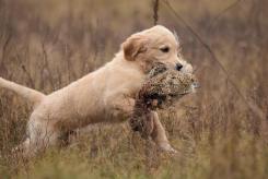 35f1abdc67fd5cab673a21ef7f862ceb_245