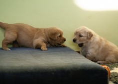 35fa71a6f96f8c054f4d9cfceb964445_237