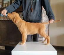 362cd045cbcc37425678dff10743bb7e_217