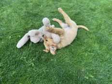 368842ef327064b191edc693ea6492e4_232x174_fill