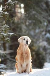 36884d8c6b6298ce00bde0728cc10d4a_164x246