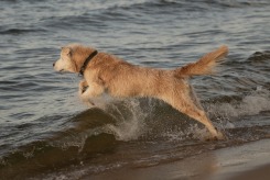 368d2e534d88c318947877b008099066_245