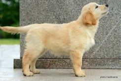 36db0eb269c992103ce3bcc920688446_245