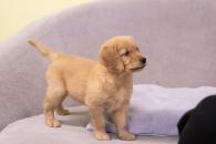 36f171571f7ac1fe82b999302ce41fe2_195x130_fill