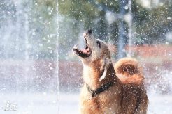 36f63ecb855703343550ca71904374c2_246x164_fill