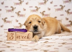 3752a7084e297787dc9e5539479b4851_237