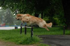 37acd8f3a1cedf5eb4a78e17efa94c5a_245