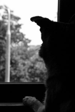 38075bff5d8a9ec282f64150886b3192_244x366_fill