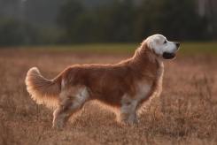 381b6f83f6f92bb9527d3353ff5988ff_245