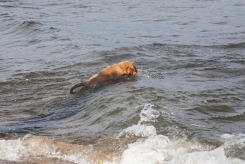 385431060e2de0a2071ff361026b5951_245