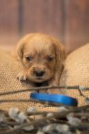 386ece50bad9e81bfc96795d2b9b23b3_130x195_fill