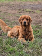 38ba43f95c617439647524501bffa57e_174x232_fill