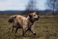 38ea8445970692a025e702f08032351d_246