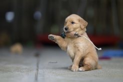 3958440a397b2da766753268330ce668_246