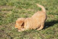 3a0938e1514a1e37884a2358688f7314_195x130_fill