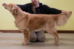 3a3cff319b7452e52ba32273fa053588_246