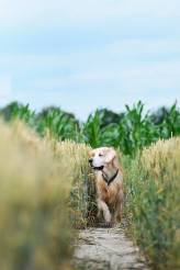 3b15eb0015cfa001625139ad1bd88d74_164x246