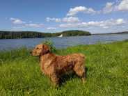 3b5a16466cf5843102bdc12b10f85f0d_184x138_fill