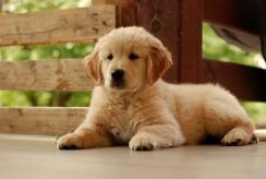 3bc324ce2457f2901739c1ac6376b7ab_244