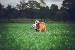 3bc6ddf59d9e0755652e61f630aeec0b_246