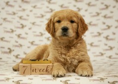 3bc82393e727c6b67fd6b694293cbee5_237