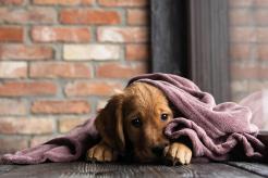 3c199a50ff09e736f91ddc68178e04e5_246x164_fill