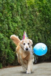 3c25b53ed2e9b8ab04e01b35ba4a3637_164x246