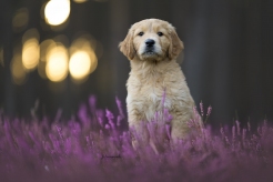 3c4598997eb85a15350880b52e701912_246