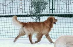 3c45fae9e2bc8290851a5ad96d905ad4_249