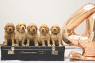 3c7c6ca07336efc015e324f6c330b129_195x130_fill