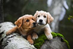 3cc5349896cdba4d7a74af73c8df539f_245