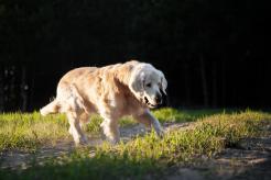 3ce0cbb117eca6182c331a323f5075ef_246x164_fill