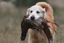 3d2ff92f9ef885a995f75361735153f3_246