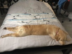 3ddac5f6fc038a2d95000e2960897911_232x174_fill