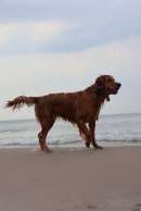 3e01767008b4b9359bcda0590d4f2cbd_130x194