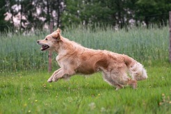 3e360578244cb5ad79a6cbcd8b6bec45_246