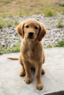 3e9ed93be4c8c63a7398ea4af115a438_130x194