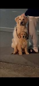 3f3fd2494eed7fd7b0348151badd5141_134x297