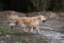 3f51149f0ba687ffadc6226b759d423f_246