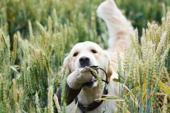 3fc04d18886f1a7b5fbe092f3aaaf709_246