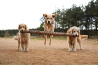 40233cb37faa663c9f96364ccb9e52cb_195x130_fill