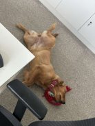 4043baa57d955648b5f11a8bb287e56e_138x184_fill