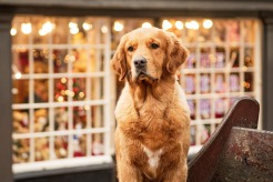 4072eecdf9bb9df11e88c88ad4367488_246